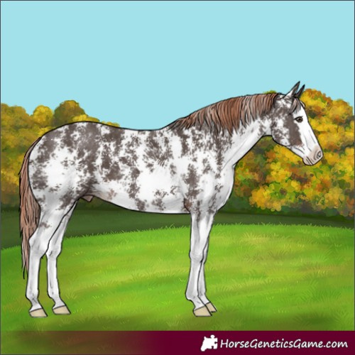 Horse Color:Liver Chestnut Sabino Splash Appaloosa 