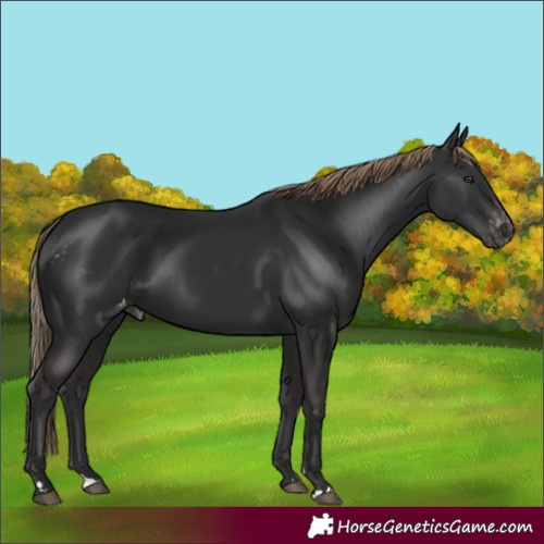 Horse Color:Gray Liver Chestnut Skewed Appaloosa Rabicano 