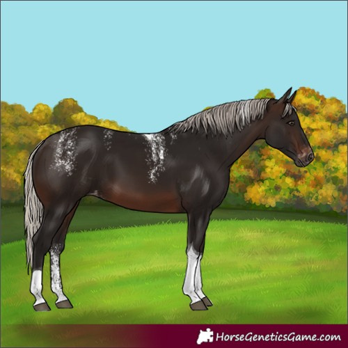 Horse Color:Powder White Gray Silver Brown Tobiano Skewed Appaloosa 
