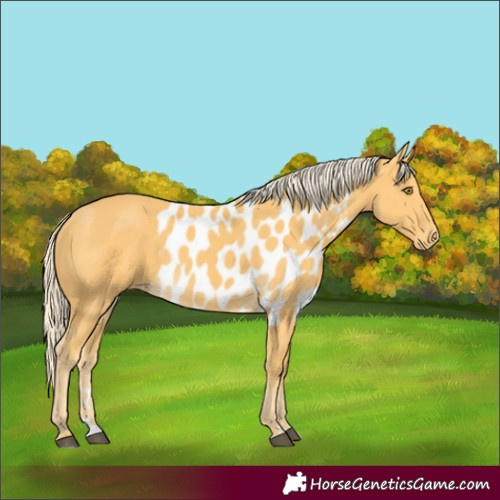 Horse Color:Palomino Skewed Appaloosa 
