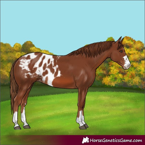 Horse Color:Chestnut Skewed Appaloosa 