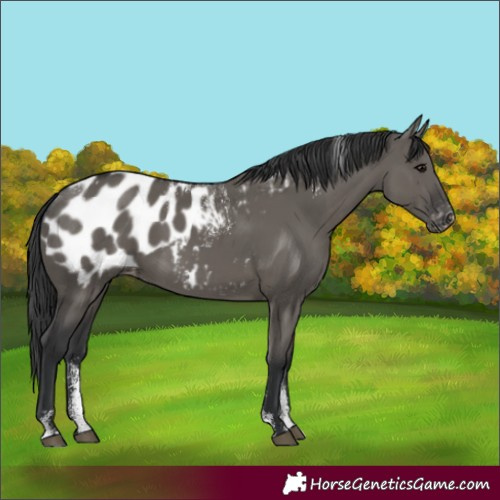Horse Color:Powder White Grullo Appaloosa 
