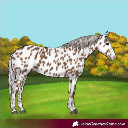 Horse Color:Silver Black Appaloosa 
