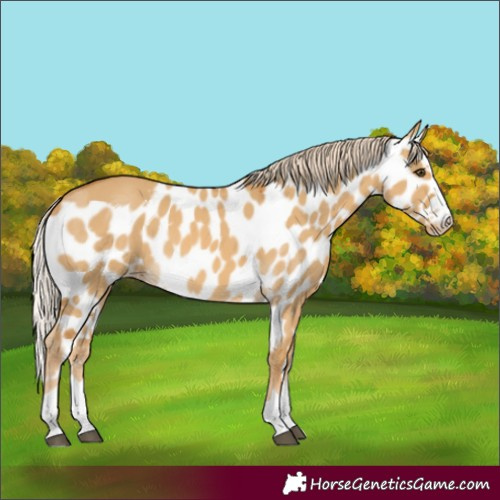 Horse Color:Palomino Dun Skewed Appaloosa 