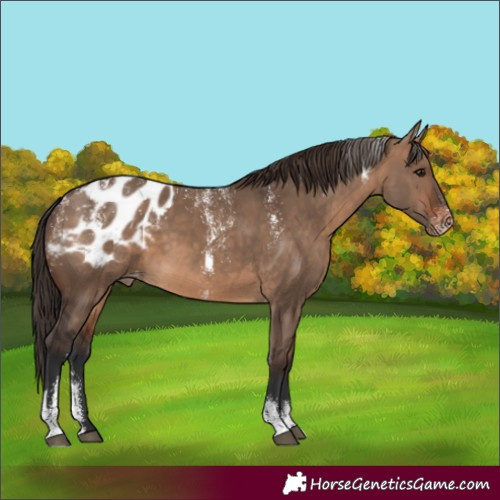 Horse Color:Powder White Brown Dun Appaloosa 
