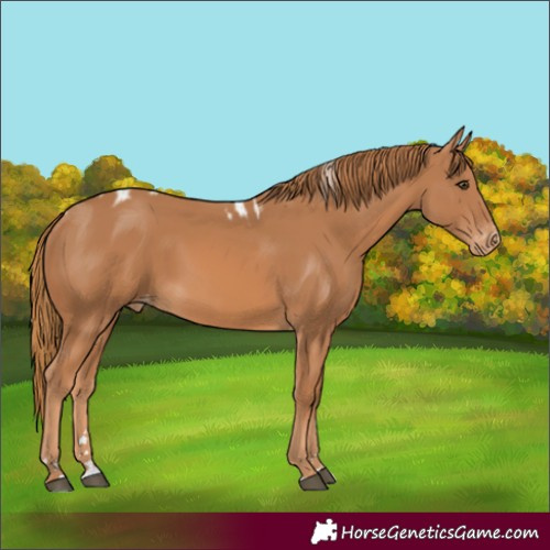Horse Color:Chestnut Skewed Appaloosa Rabicano