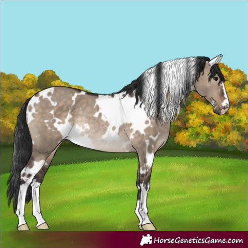 Horse Color:White Spotted Brown Dun Rabicano 
