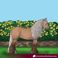 Horse Color:Silver Bay Dun 