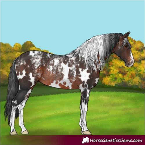 Horse Color:Powder White White Spotted Brown Rabicano 