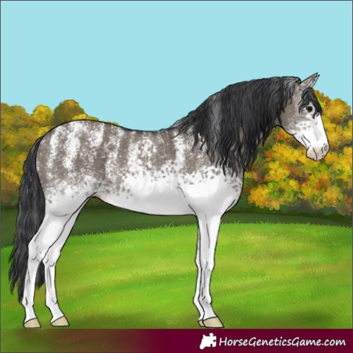 Horse Color:Powder White White Spotted Grullo 