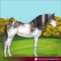 Horse Color:Powder White White Spotted Brown