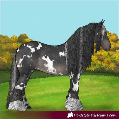 Horse Color:White Spotted Black Rabicano 