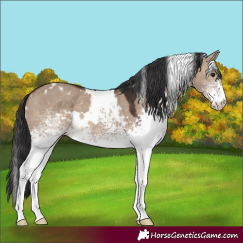 Horse Color:White Spotted Brown Dun 