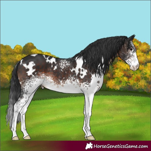 Horse Color:White Spotted Brown 