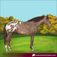 Horse Color:Sable Champagne Appaloosa