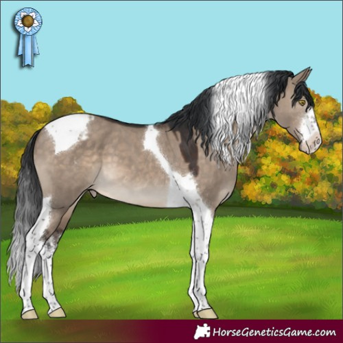 Horse Color:White Spotted Brown Dun Tobiano Appaloosa