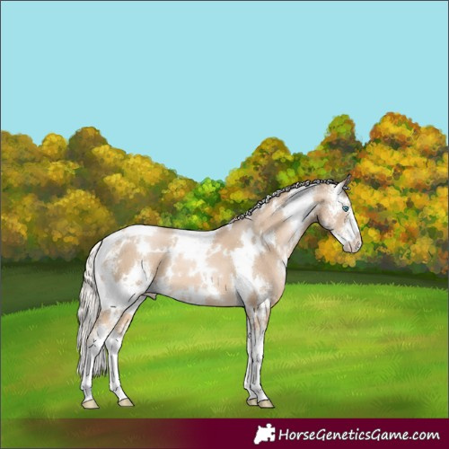Horse Color:White Spotted Chocolate Palomino Pearl Sabino 