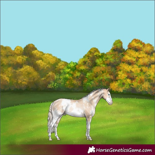 Horse Color:White Spotted Palomino Pearl Sabino Rabicano 