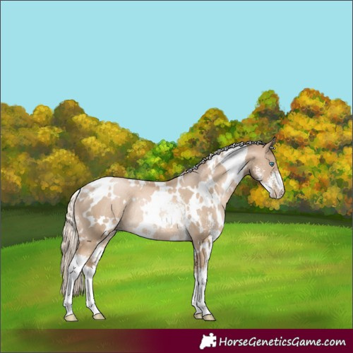 Horse Color:White Spotted Chocolate Palomino Pearl Sabino Rabicano 