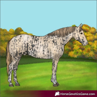 Horse Color:White Spotted Black  and White Spotted Black Snowdrop Pearl Tobiano 