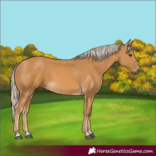 Horse Color:Palomino 