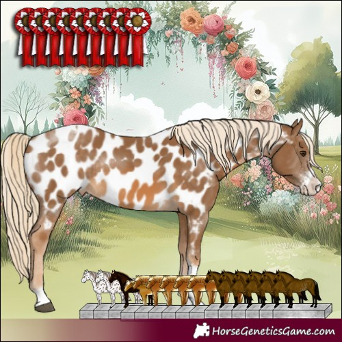Horse Color:Chocolate Palomino Sabino Tobiano Near Leopard Rabicano