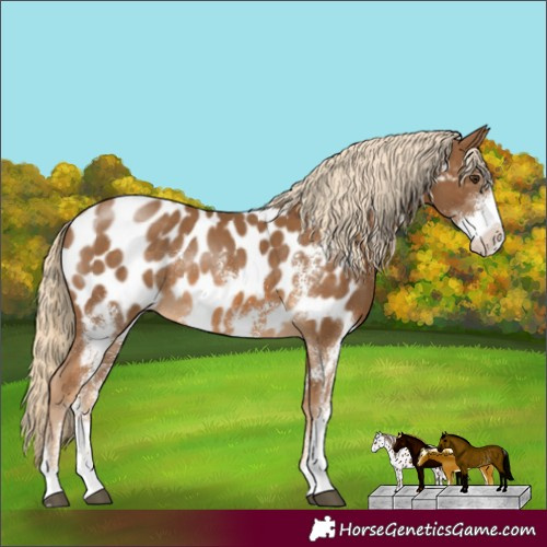 Horse Color:Chocolate Palomino Sabino Appaloosa Rabicano 