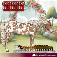 Horse Color:Chocolate Palomino Sabino Tobiano Near Leopard Rabicano