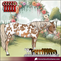Horse Color:Chocolate Palomino Sabino Tobiano Appaloosa Rabicano 