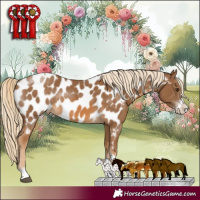 Horse Color:Chocolate Palomino Sabino Tobiano Appaloosa Rabicano