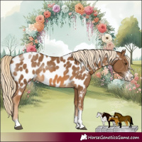 Horse Color:Chocolate Palomino Sabino Tobiano Appaloosa Rabicano