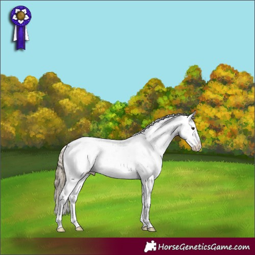 Horse Color:Liver Chestnut Sabino Rabicano 
