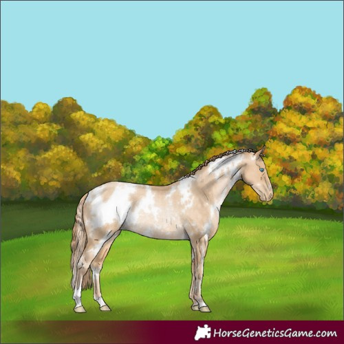 Horse Color:White Spotted Buckskin Pearl Rabicano 
