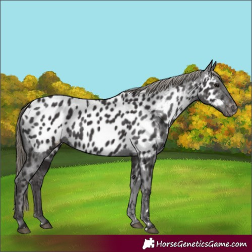 Horse Color:Smoky Black Appaloosa