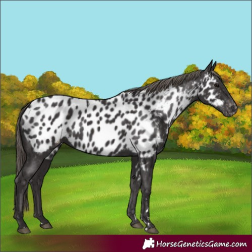 Horse Color:Smoky Black Appaloosa 