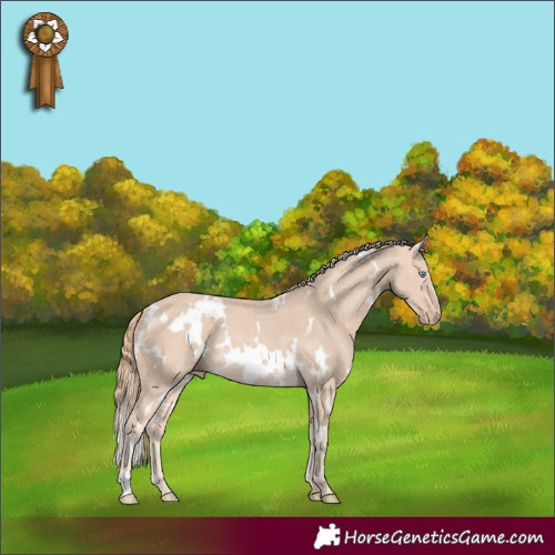 Horse Color:White Spotted Perlino Rabicano 