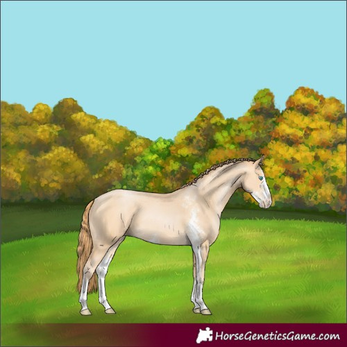Horse Color:Buckskin Pearl Sabino 