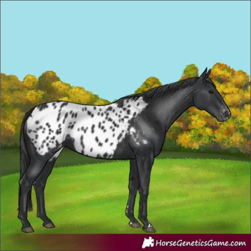 Horse Color:Black Appaloosa 