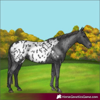 Horse Color:Black Appaloosa 