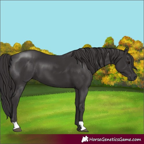Horse Color:Smoky Black 