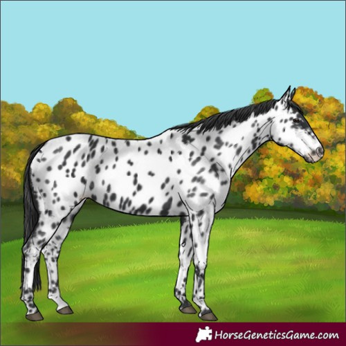Horse Color:Black Near Leopard