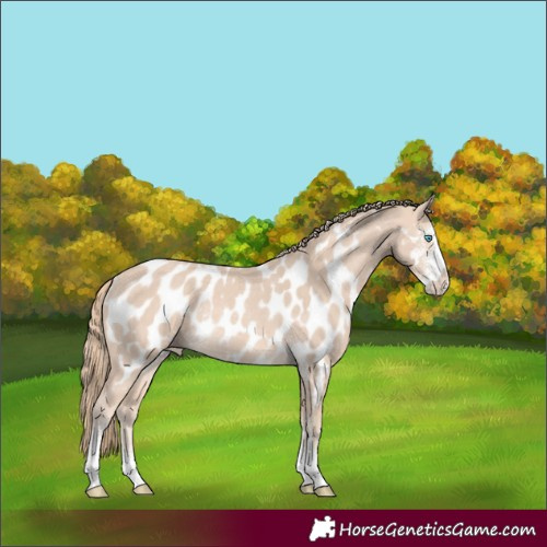 Horse Color:Perlino Sabino Appaloosa Rabicano 