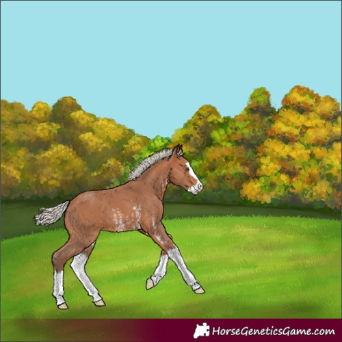 Horse Color:Silver Bay Sabino Splash