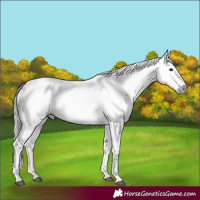 Horse Color:Gray White Spotted Black  and Gray White Spotted Black 