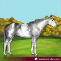 Horse Color:Gray White Spotted Black Appaloosa 