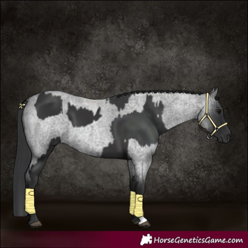 Horse Color:Black  and Blue Roan 