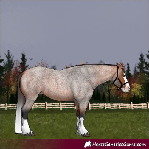Horse Color:Bay Roan Splash 