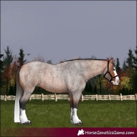 Horse Color:Bay Roan Splash 