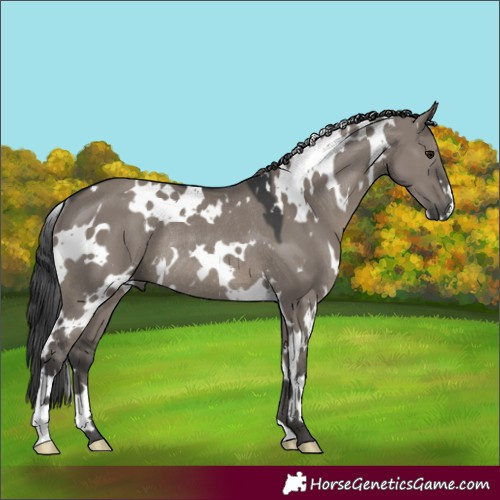 Horse Color:White Spotted Grullo Rabicano 