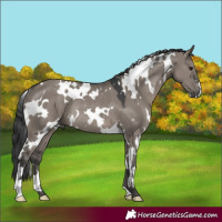 Horse Color:White Spotted Grullo Rabicano